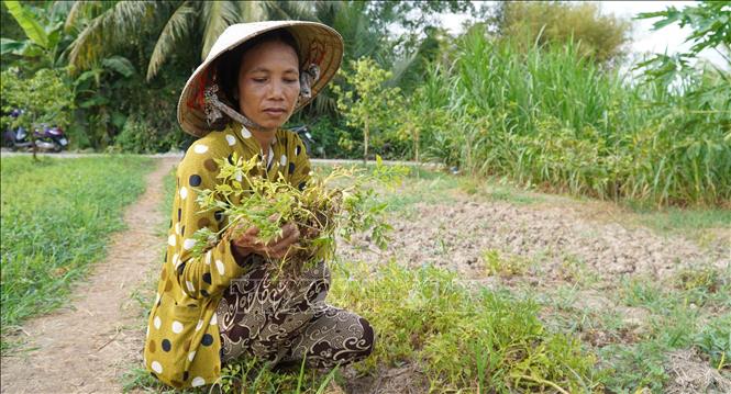 Nắng nóng gay gắt gây thiệt hại rau màu của nông dân - Ảnh 1