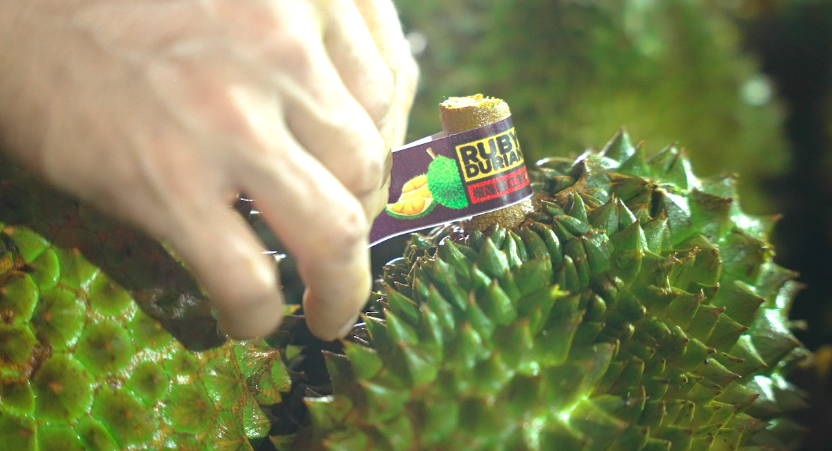 Doanh nghiệp Trung Quốc mua từ khi ra hoa, "ăn ngủ" tại vựa sầu riêng - Ảnh 1