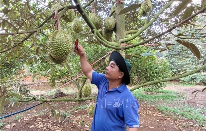 Nắng nóng gay gắt, nhiều vườn sầu riêng nguy cơ thất thu - Ảnh 1