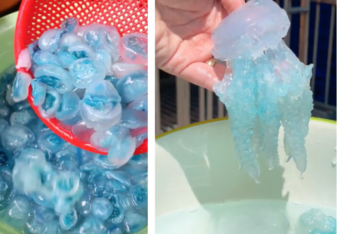 Con nuốc là con gì mà hôm nay lại xôn xao khắp MXH: Giá lên tới 200k/kg, từ món ăn độc lạ trở thành "cơn sốt" ẩm thực - Ảnh 2