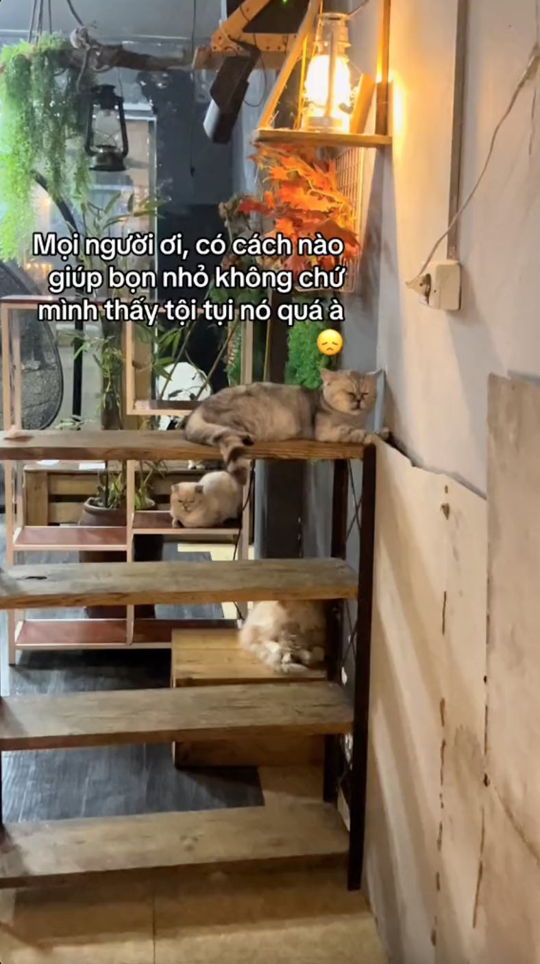 Khách đến cà phê mèo "cầu cứu" vì rất nhiều mèo ốm yếu, dân mạng bức xúc còn chủ quán phản ứng thế nào? - Ảnh 1