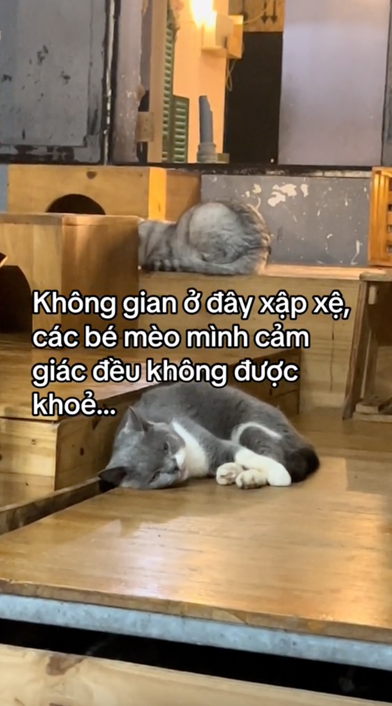 Khách đến cà phê mèo "cầu cứu" vì rất nhiều mèo ốm yếu, dân mạng bức xúc còn chủ quán phản ứng thế nào? - Ảnh 2