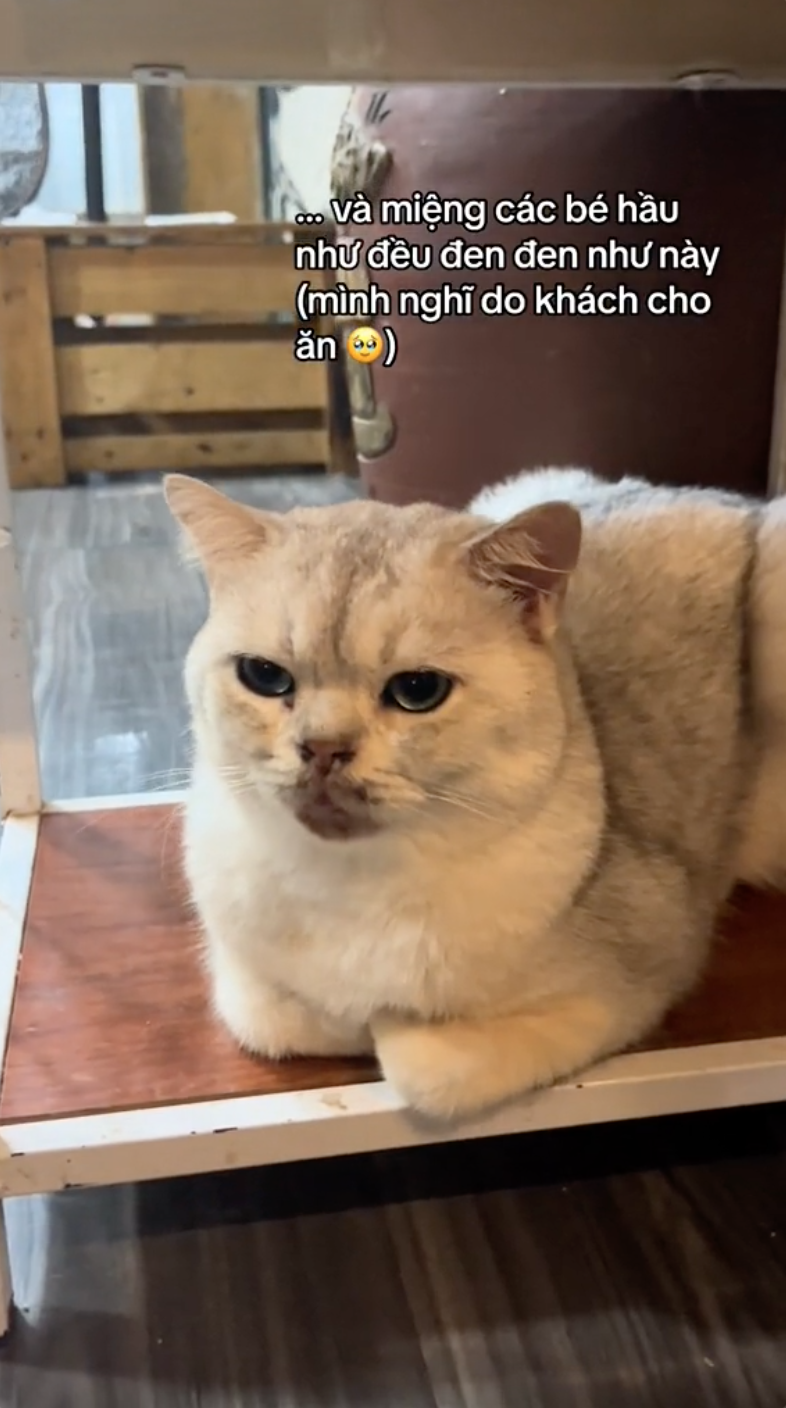 Khách đến cà phê mèo "cầu cứu" vì rất nhiều mèo ốm yếu, dân mạng bức xúc còn chủ quán phản ứng thế nào? - Ảnh 3