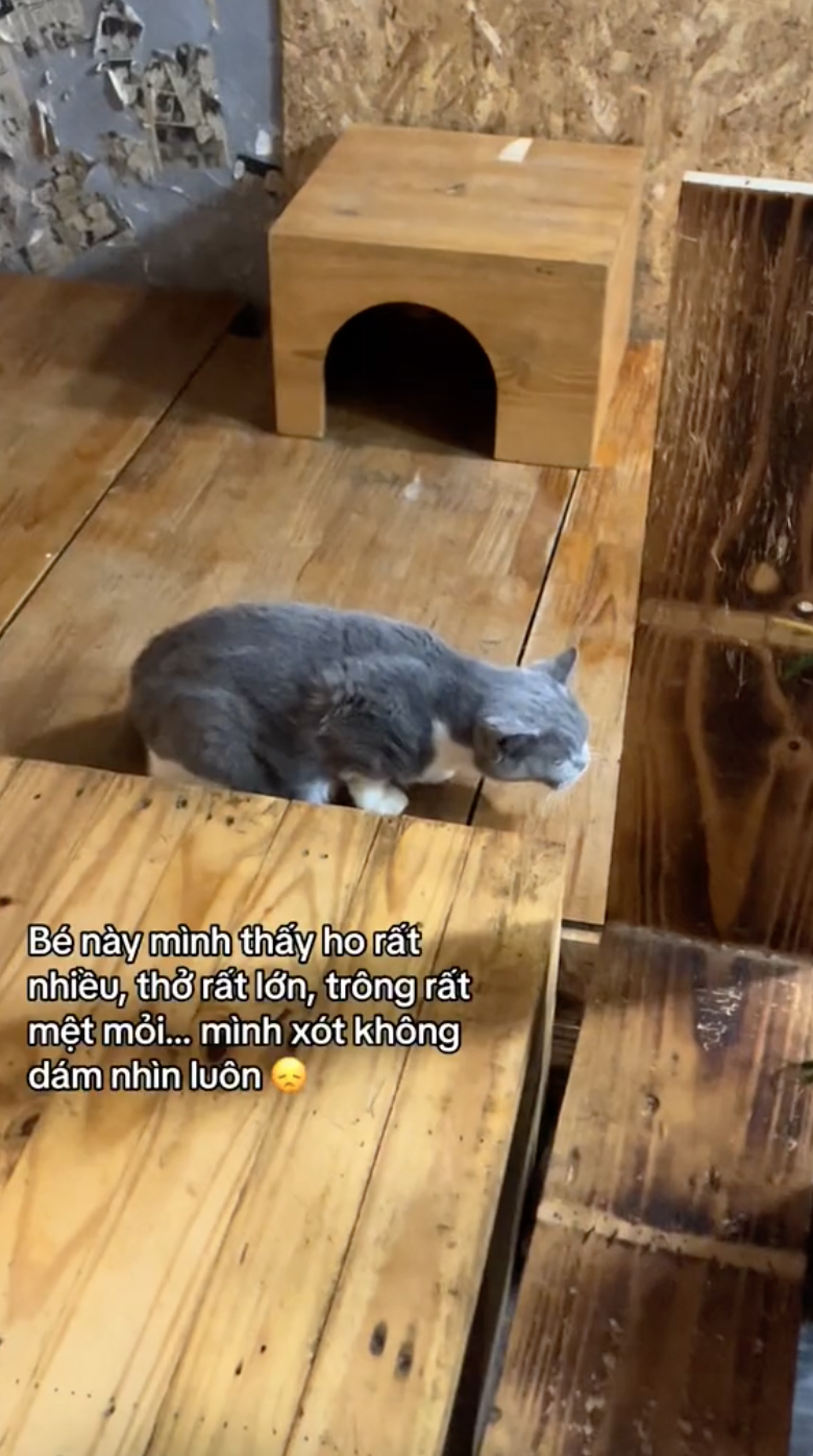 Khách đến cà phê mèo "cầu cứu" vì rất nhiều mèo ốm yếu, dân mạng bức xúc còn chủ quán phản ứng thế nào? - Ảnh 4