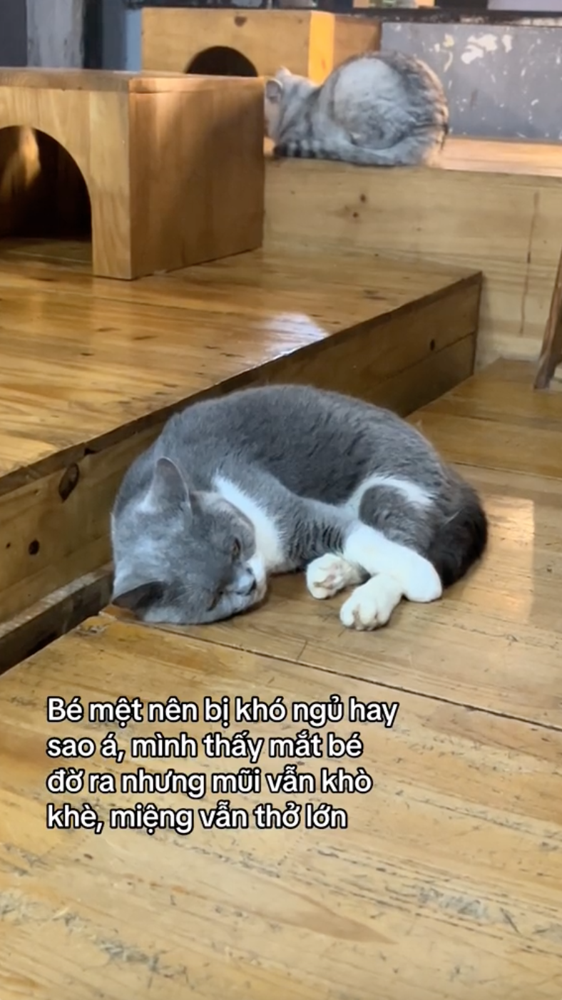 Khách đến cà phê mèo "cầu cứu" vì rất nhiều mèo ốm yếu, dân mạng bức xúc còn chủ quán phản ứng thế nào? - Ảnh 5