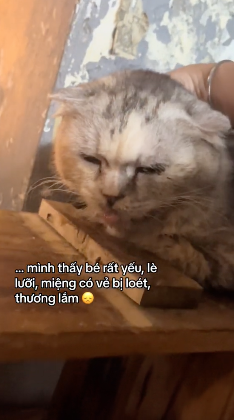 Khách đến cà phê mèo "cầu cứu" vì rất nhiều mèo ốm yếu, dân mạng bức xúc còn chủ quán phản ứng thế nào? - Ảnh 6