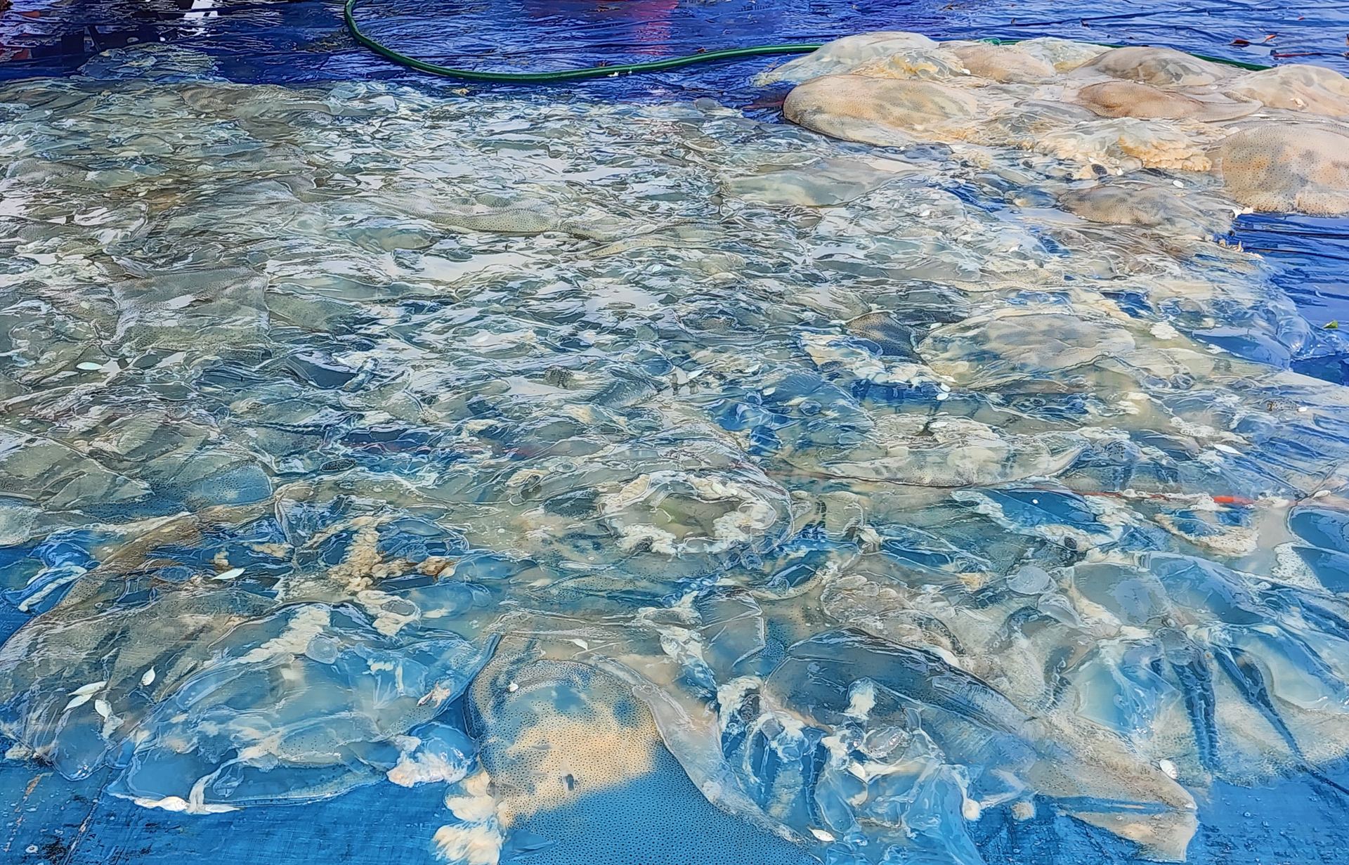 Săn 'vàng trắng' trên biển, ngư dân Hà Tĩnh kiếm tiền triệu mỗi ngày - Ảnh 11