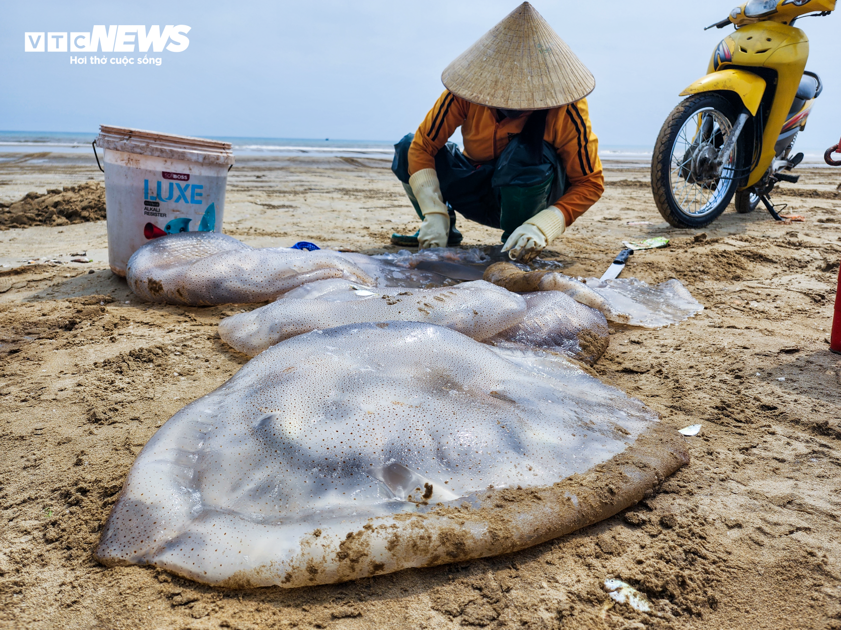 Săn 'vàng trắng' trên biển, ngư dân Hà Tĩnh kiếm tiền triệu mỗi ngày - Ảnh 6