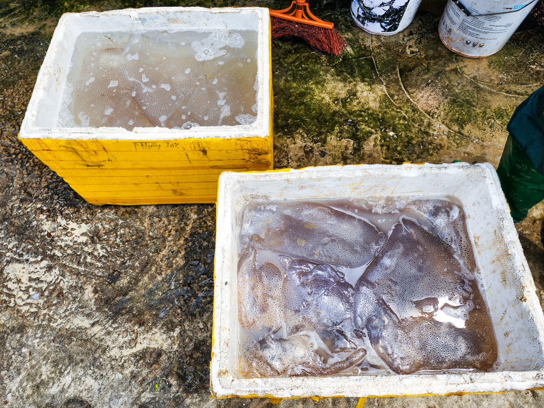 Săn 'vàng trắng' trên biển, ngư dân Hà Tĩnh kiếm tiền triệu mỗi ngày - Ảnh 15