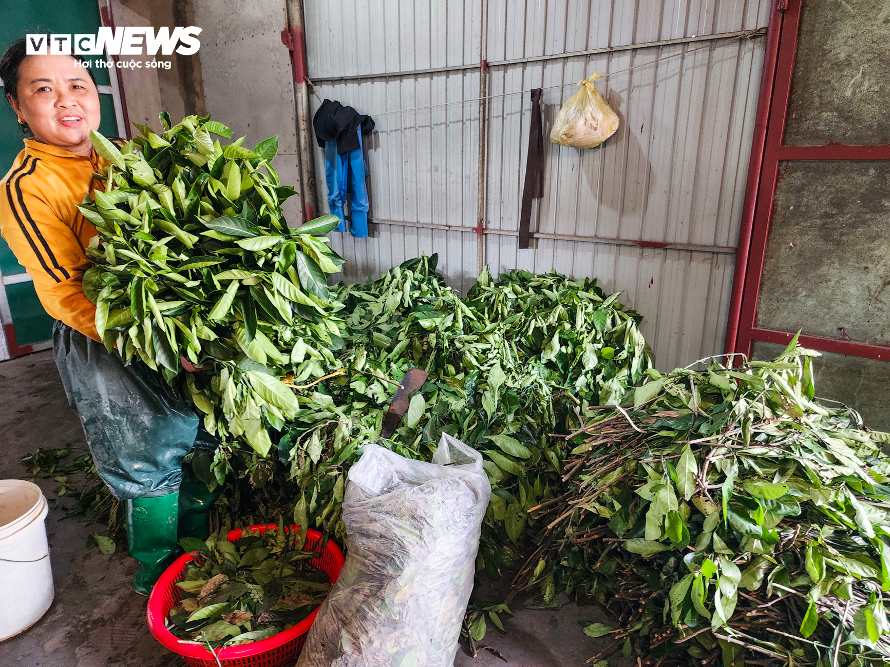 Săn 'vàng trắng' trên biển, ngư dân Hà Tĩnh kiếm tiền triệu mỗi ngày - Ảnh 13