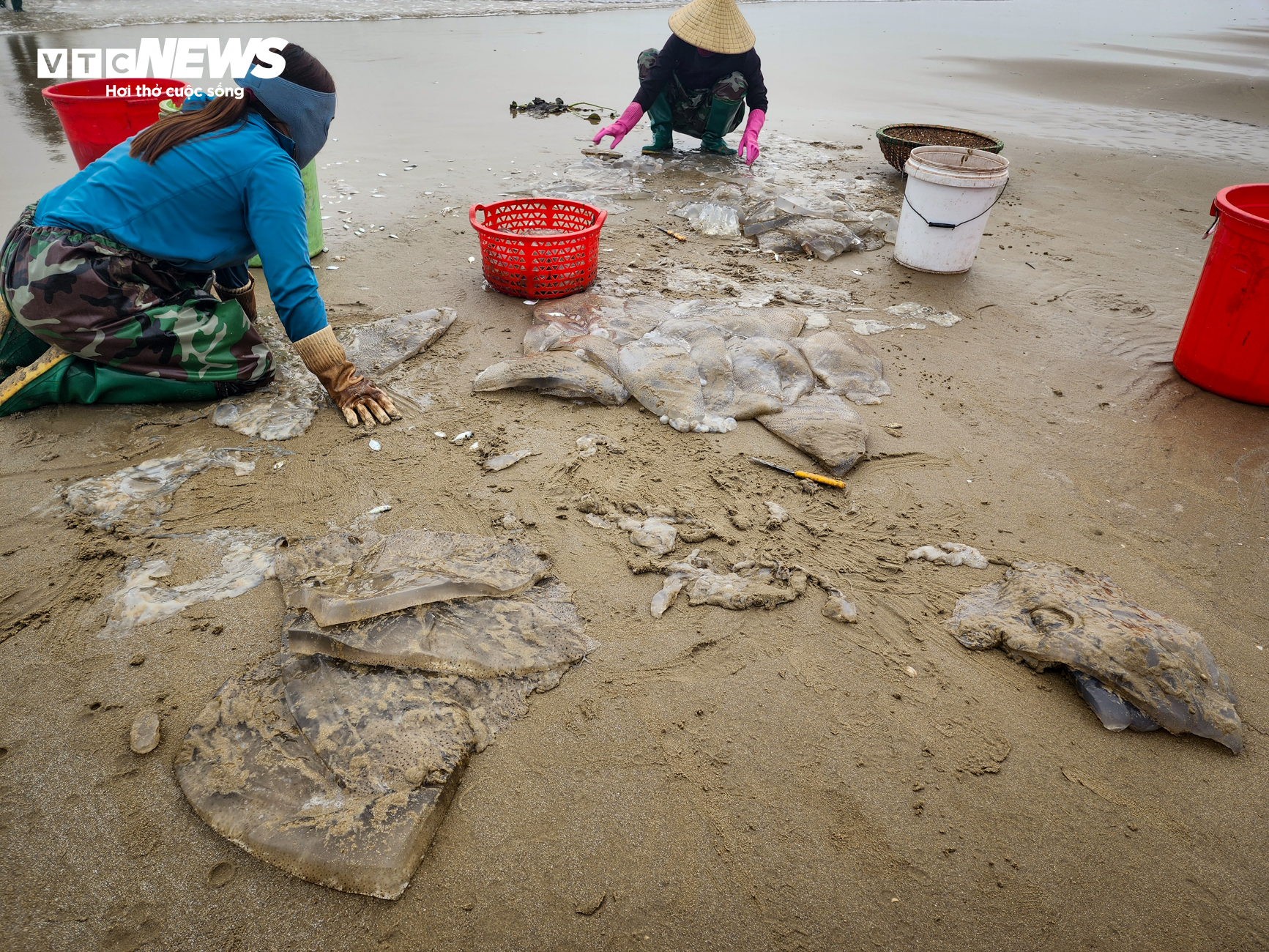 Săn 'vàng trắng' trên biển, ngư dân Hà Tĩnh kiếm tiền triệu mỗi ngày - Ảnh 9