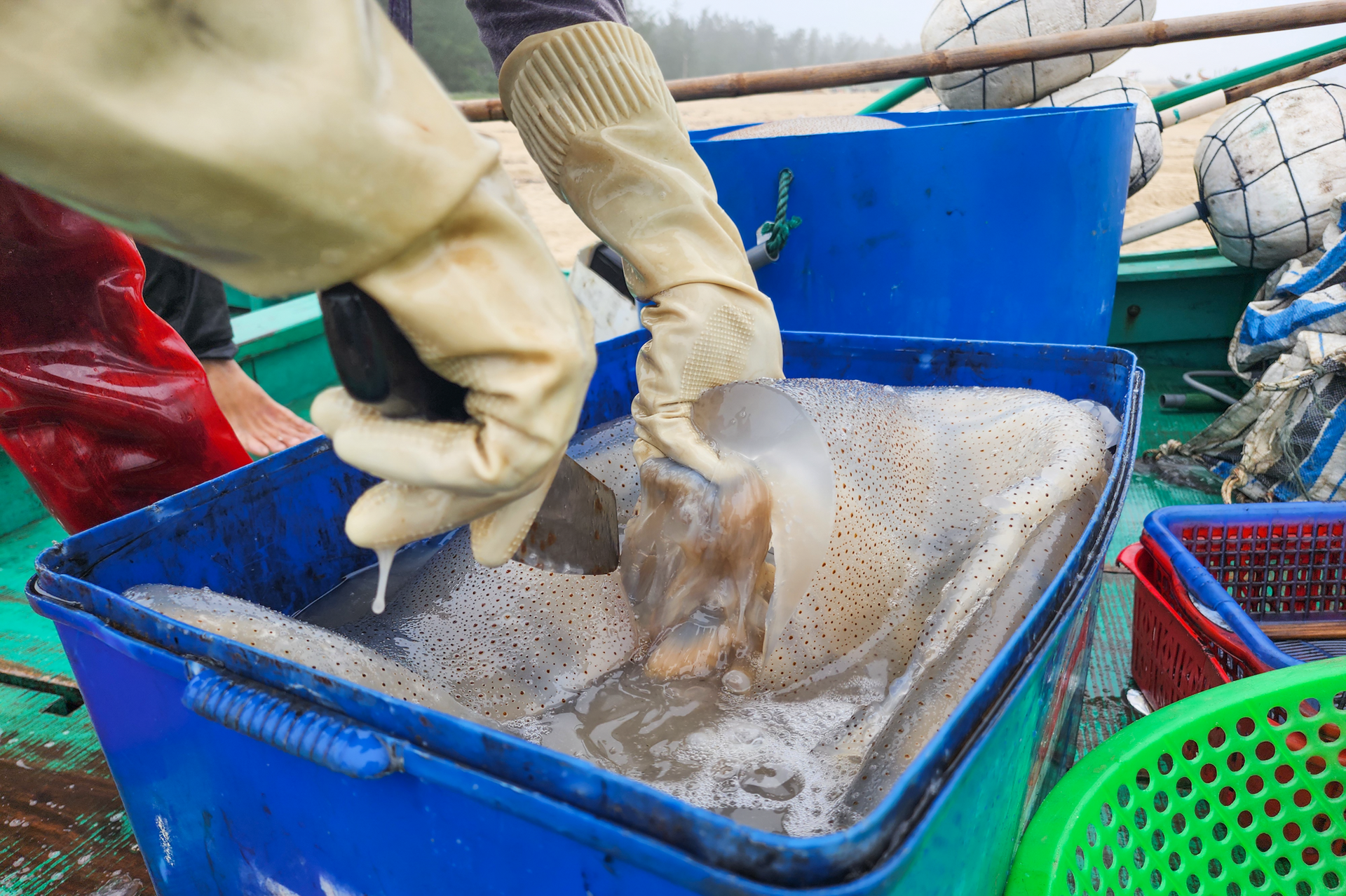 Săn 'vàng trắng' trên biển, ngư dân Hà Tĩnh kiếm tiền triệu mỗi ngày - Ảnh 7