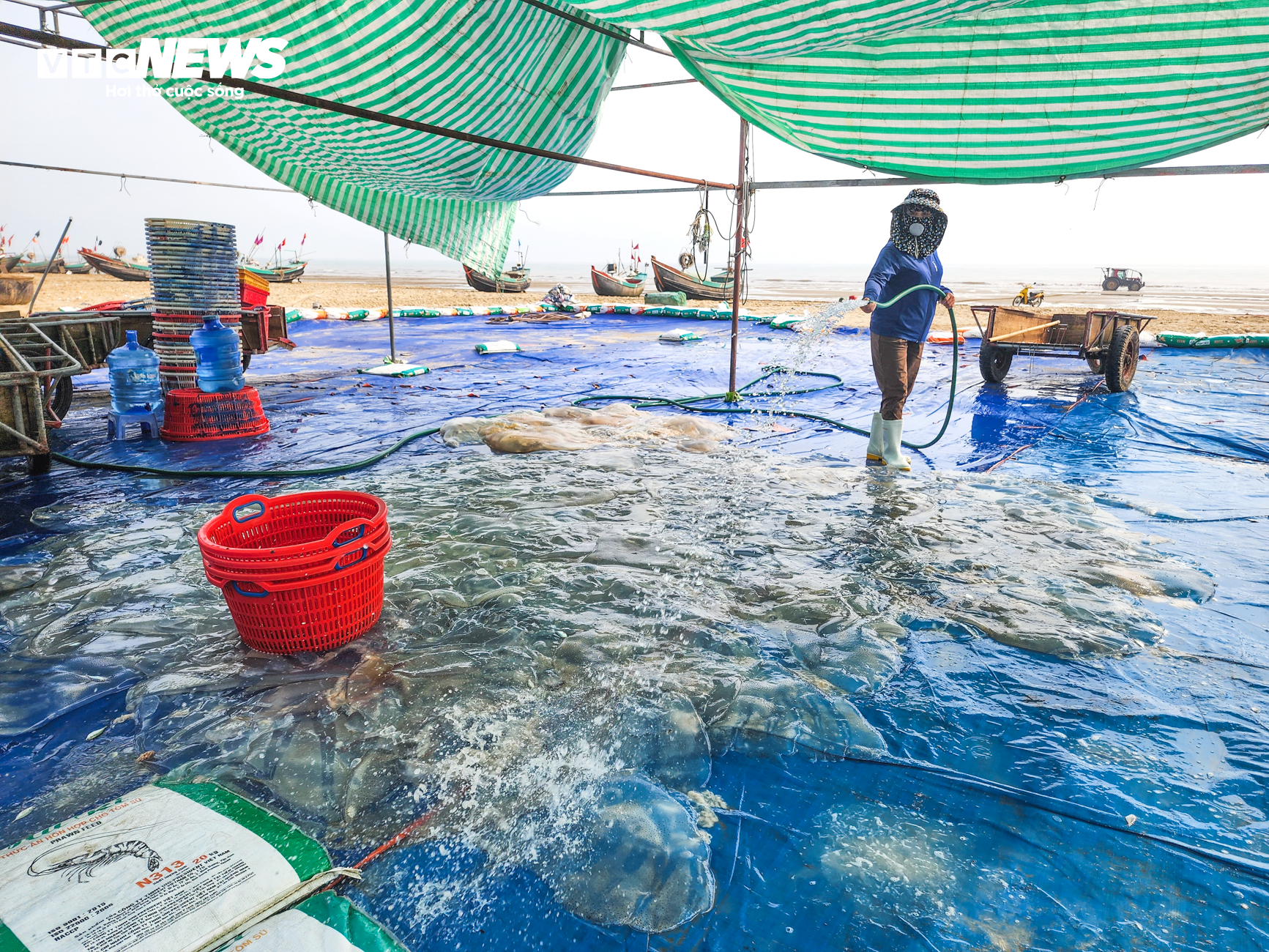 Săn 'vàng trắng' trên biển, ngư dân Hà Tĩnh kiếm tiền triệu mỗi ngày - Ảnh 10