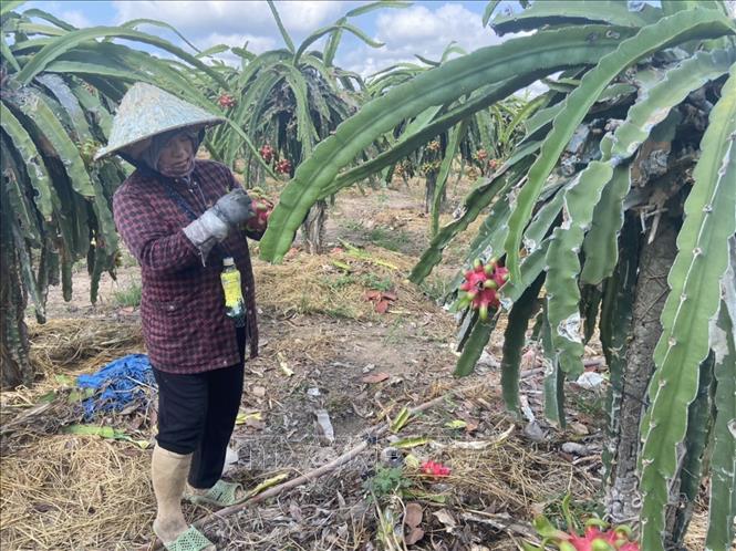Thanh long nghịch vụ tăng giá - Ảnh 1
