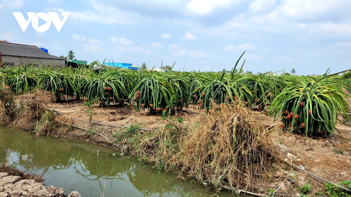Trái thanh long sốt giá mùa khô hạn, nhà vườn Tiền Giang lãi to - Ảnh 1