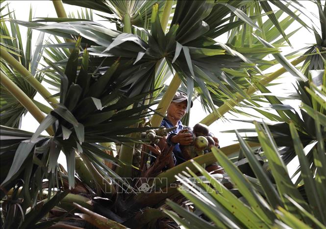 Giữa mùa nắng hạn, người dân miền Tây 'hốt bạc' từ cây đặc sản - Ảnh 1