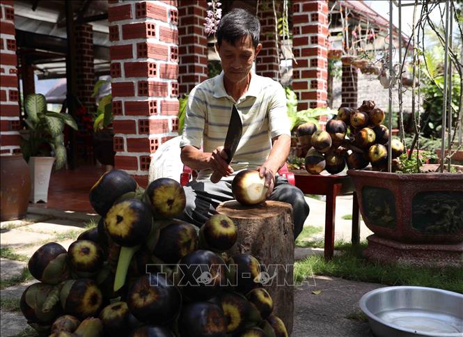 Giữa mùa nắng hạn, người dân miền Tây 'hốt bạc' từ cây đặc sản - Ảnh 2