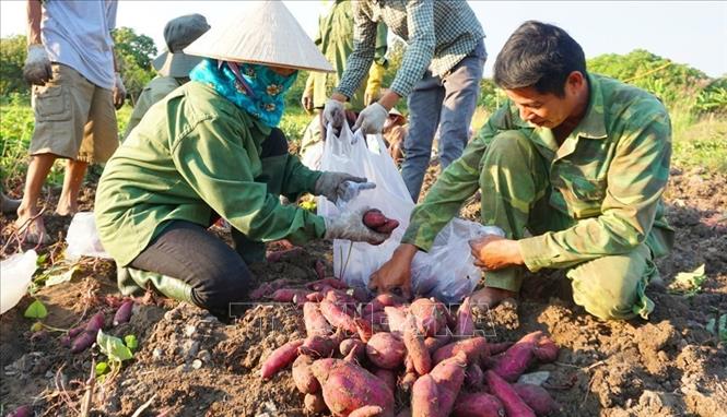 Khoai lang rớt giá, người trồng lo lắng khó tiêu thụ sản phẩm - Ảnh 1