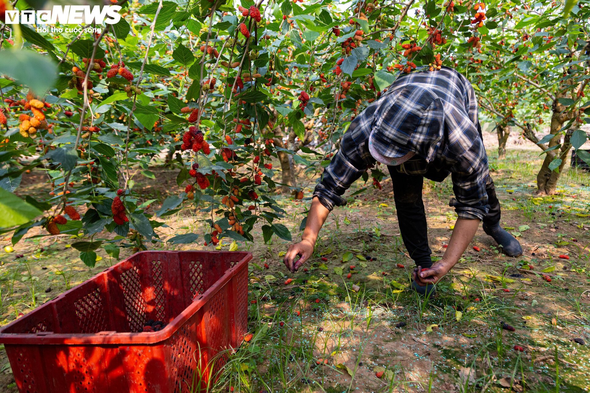 Dâu tằm được mùa chín trĩu cành, người trồng hốt bạc - Ảnh 6