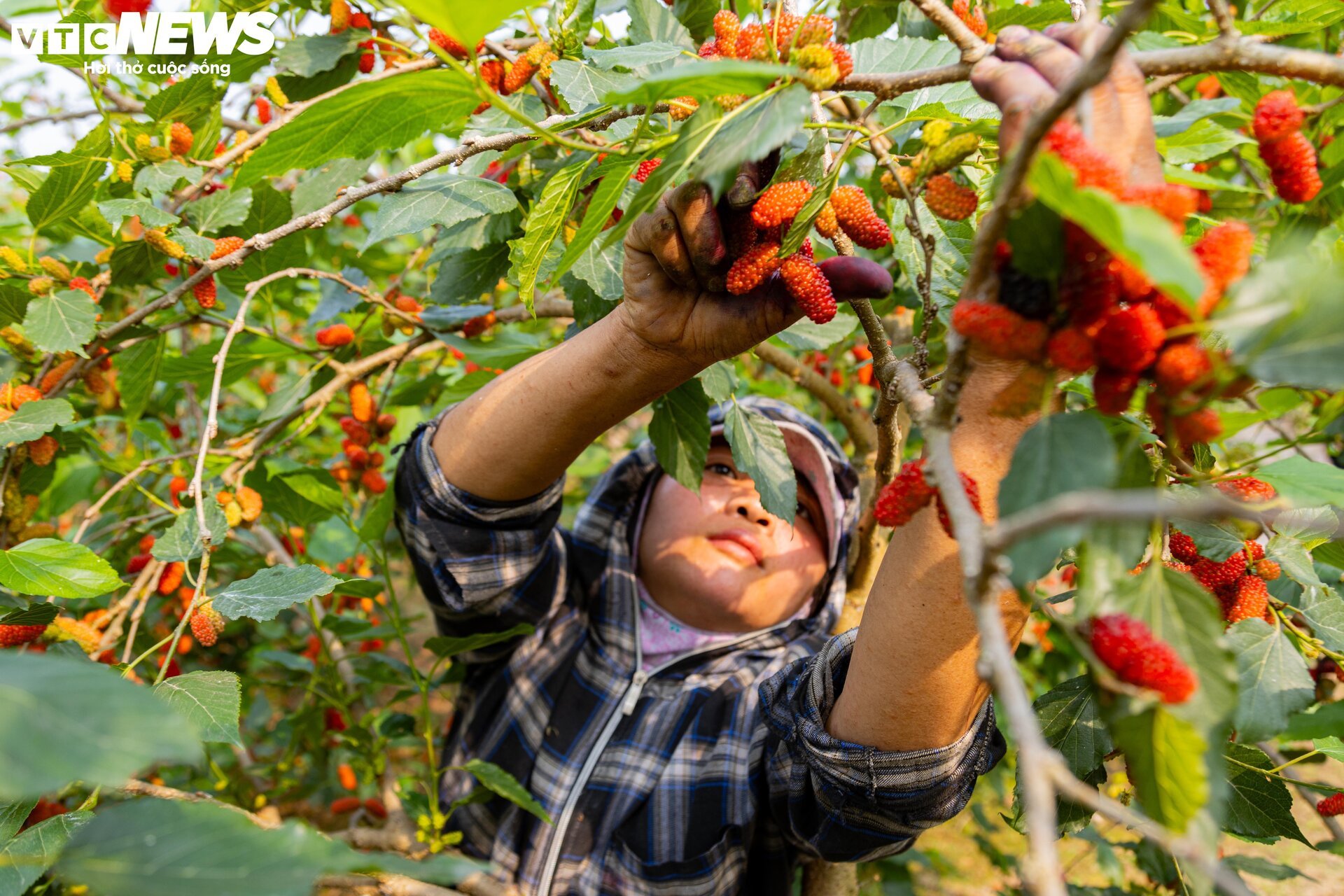 Dâu tằm được mùa chín trĩu cành, người trồng hốt bạc - Ảnh 5
