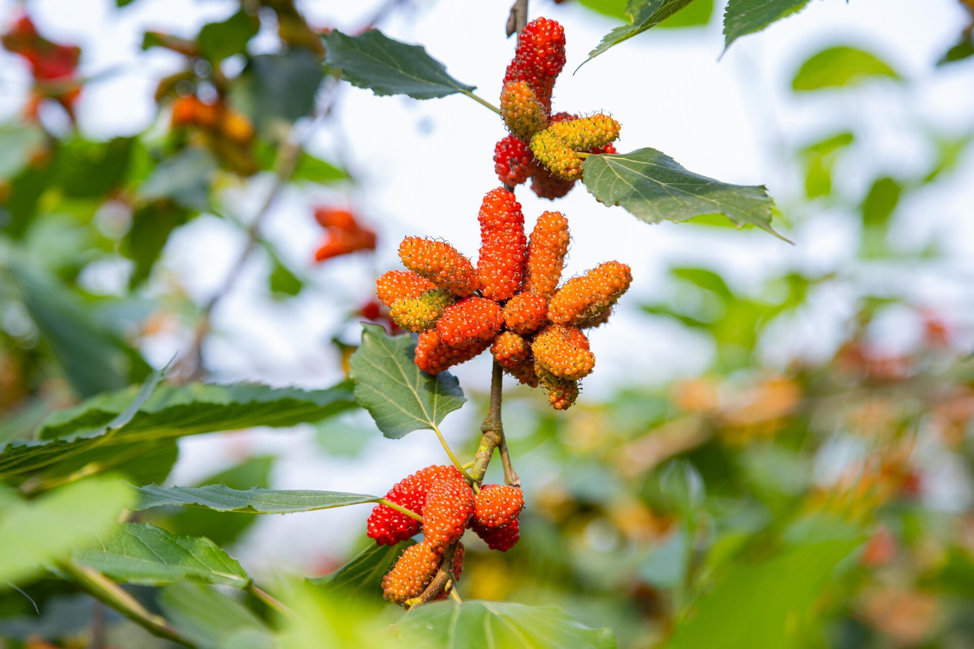 Dâu tằm được mùa chín trĩu cành, người trồng hốt bạc - Ảnh 3