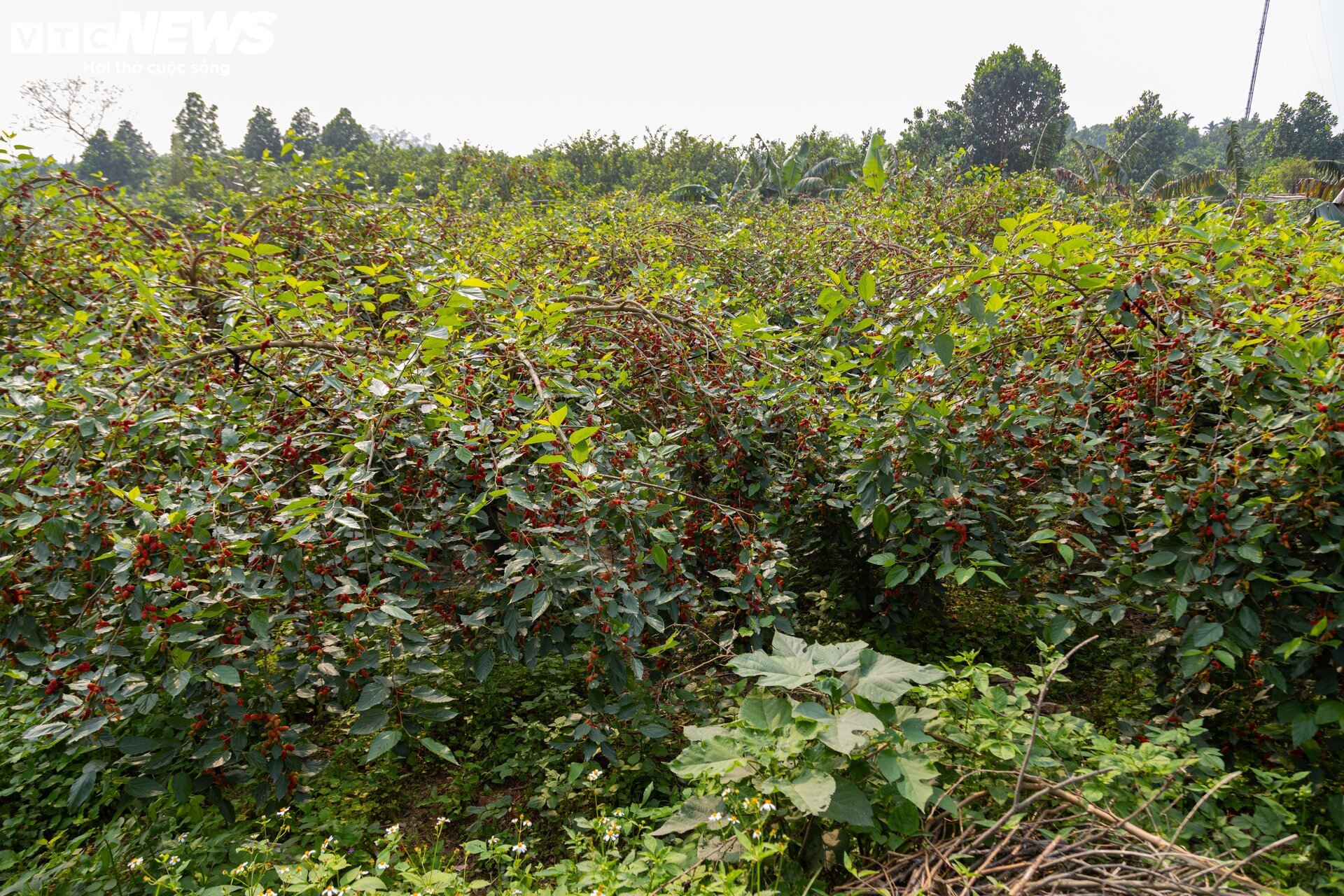 Dâu tằm được mùa chín trĩu cành, người trồng hốt bạc - Ảnh 1