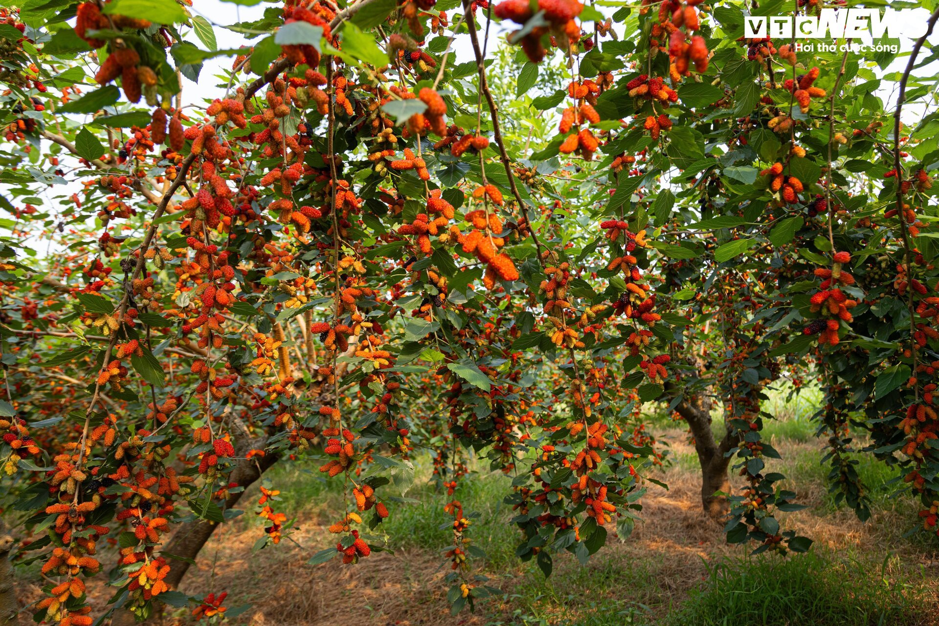 Dâu tằm được mùa chín trĩu cành, người trồng hốt bạc - Ảnh 13