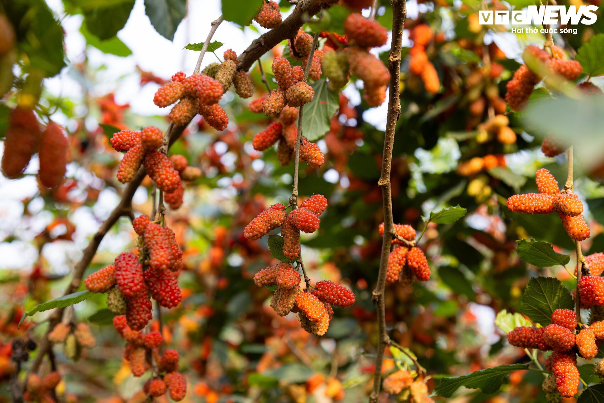 Dâu tằm được mùa chín trĩu cành, người trồng hốt bạc - Ảnh 4