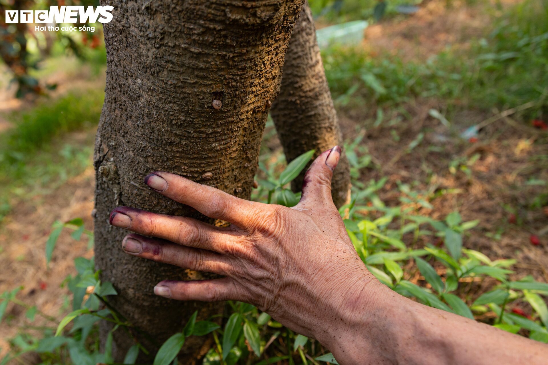 Dâu tằm được mùa chín trĩu cành, người trồng hốt bạc - Ảnh 11