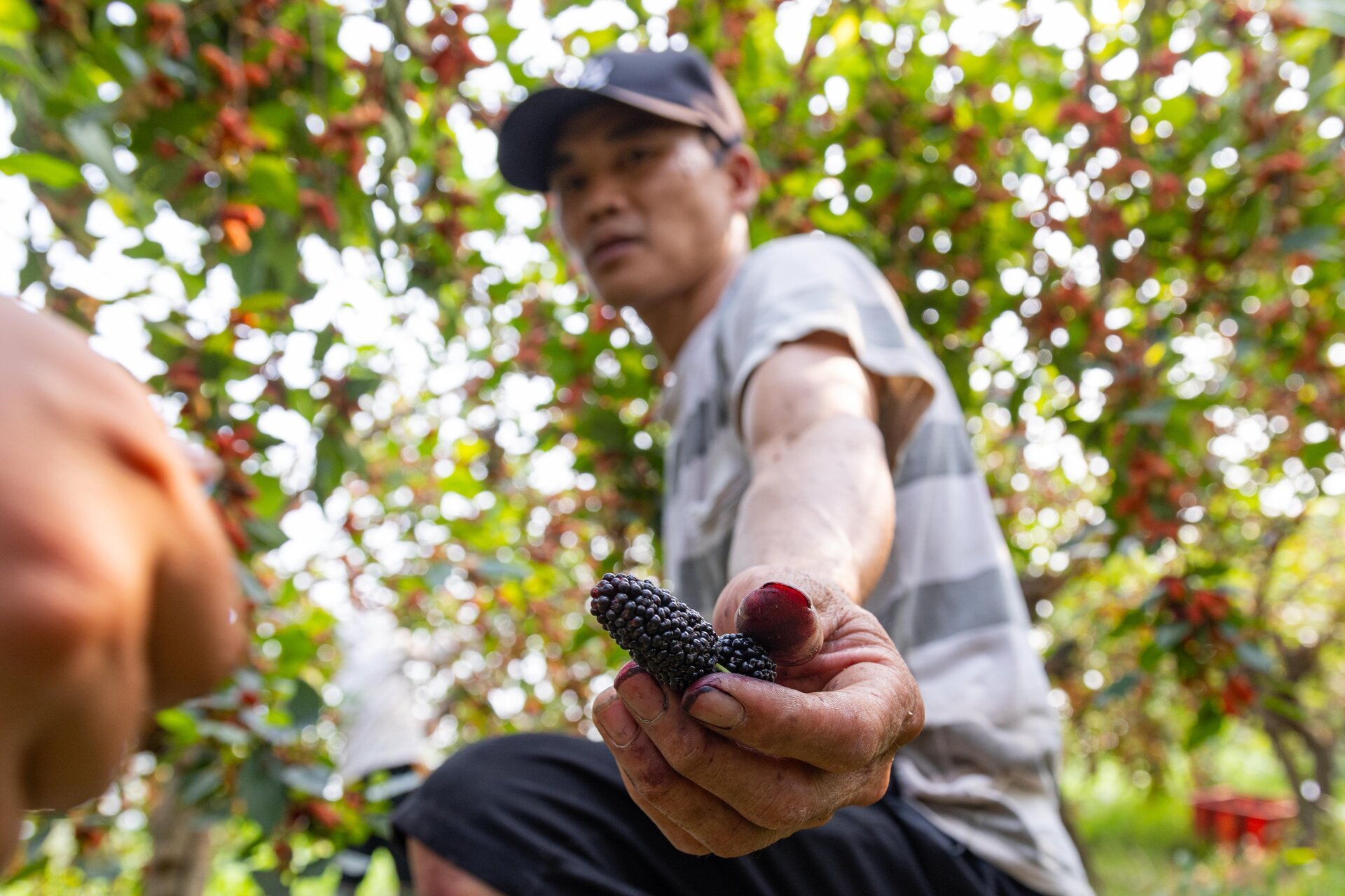 Dâu tằm được mùa chín trĩu cành, người trồng hốt bạc - Ảnh 14