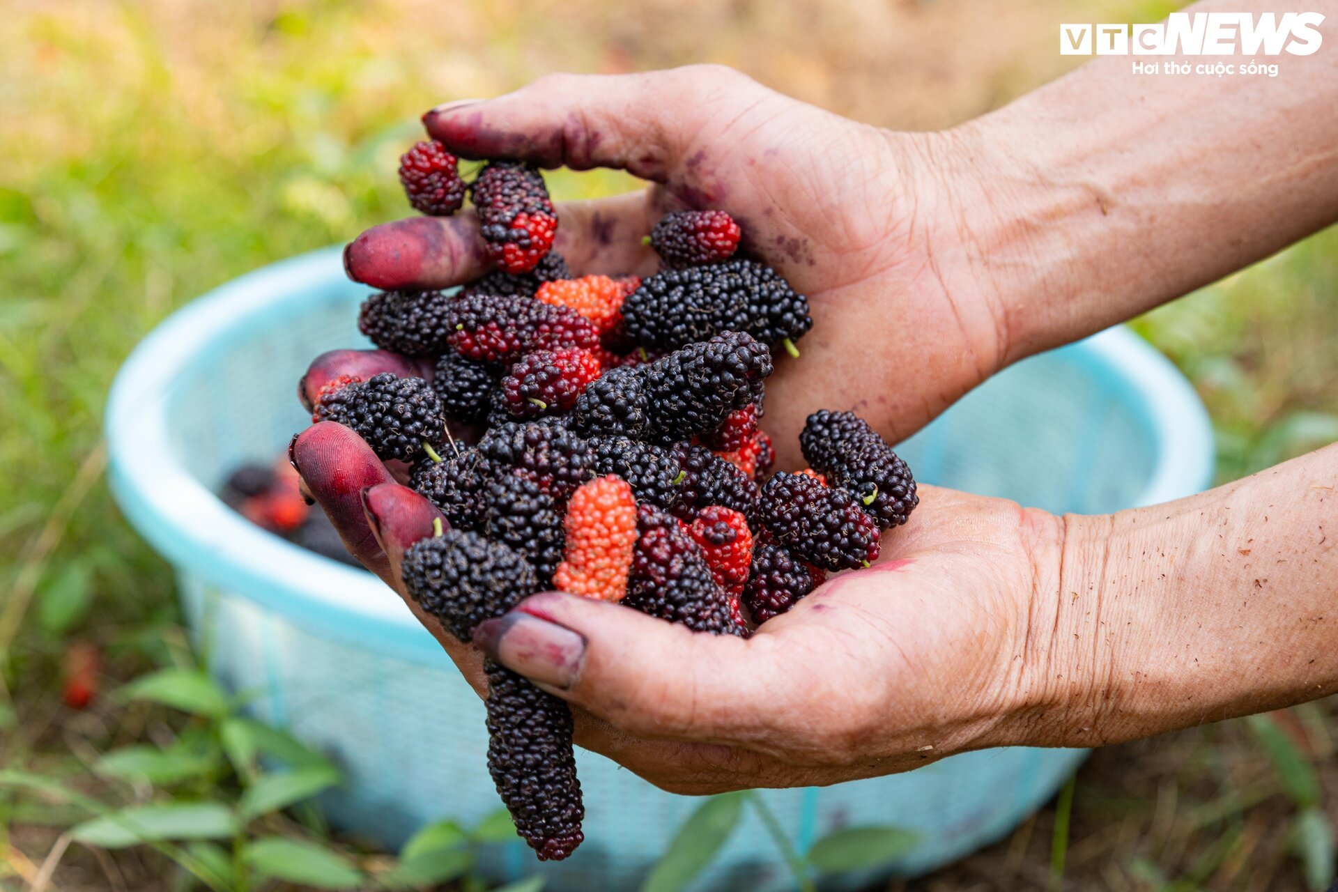 Dâu tằm được mùa chín trĩu cành, người trồng hốt bạc - Ảnh 15