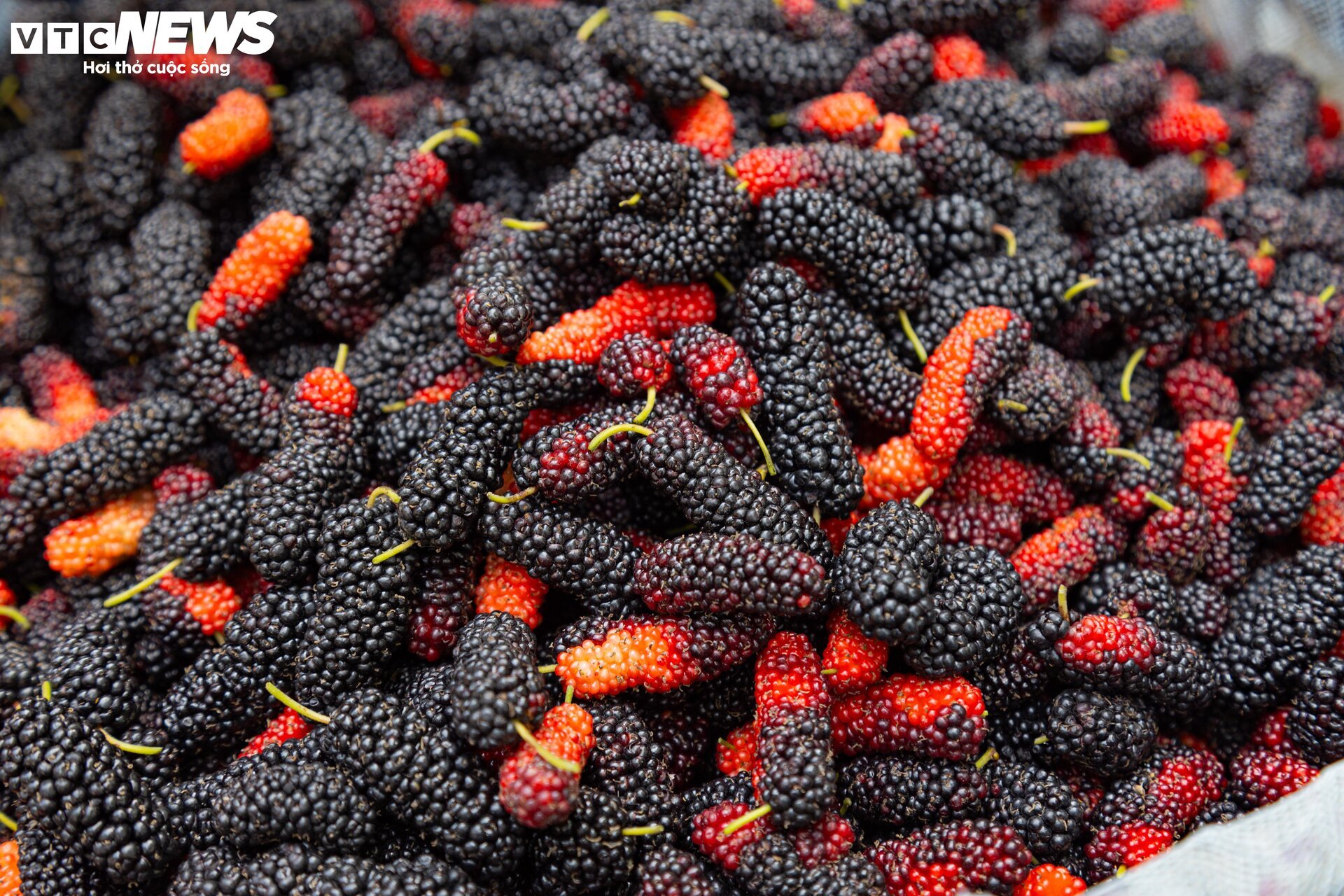 Dâu tằm được mùa chín trĩu cành, người trồng hốt bạc - Ảnh 19