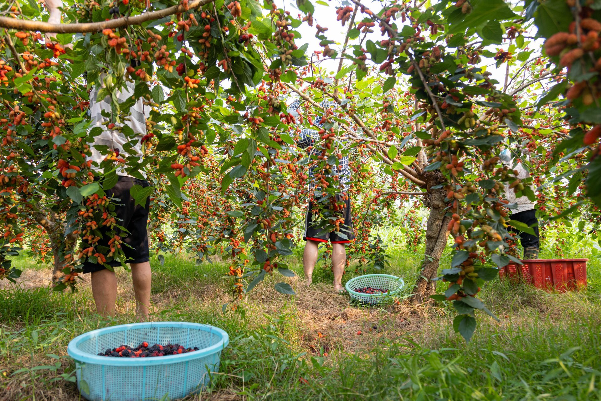 Dâu tằm được mùa chín trĩu cành, người trồng hốt bạc - Ảnh 8