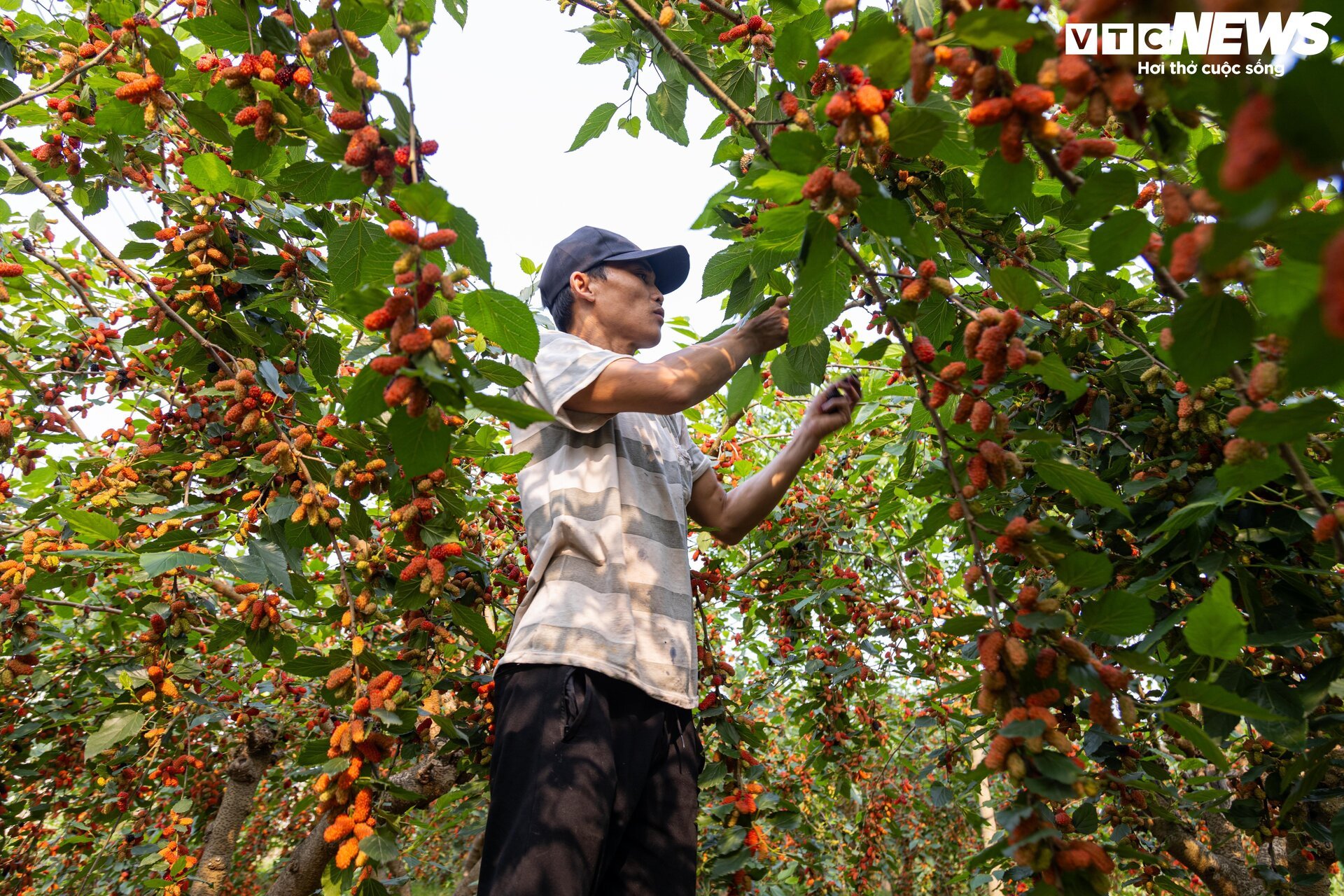 Dâu tằm được mùa chín trĩu cành, người trồng hốt bạc - Ảnh 9