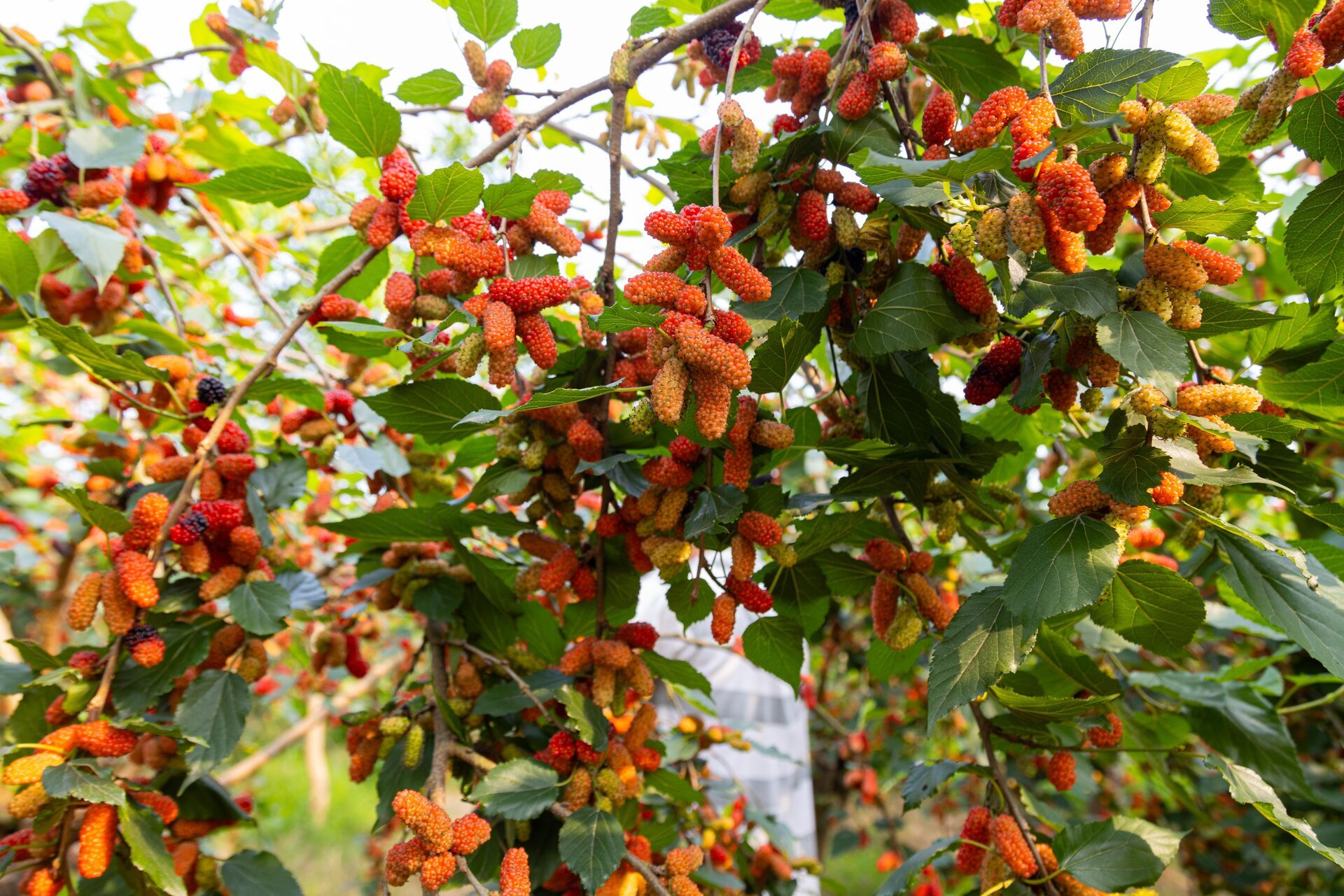 Dâu tằm được mùa chín trĩu cành, người trồng hốt bạc - Ảnh 12