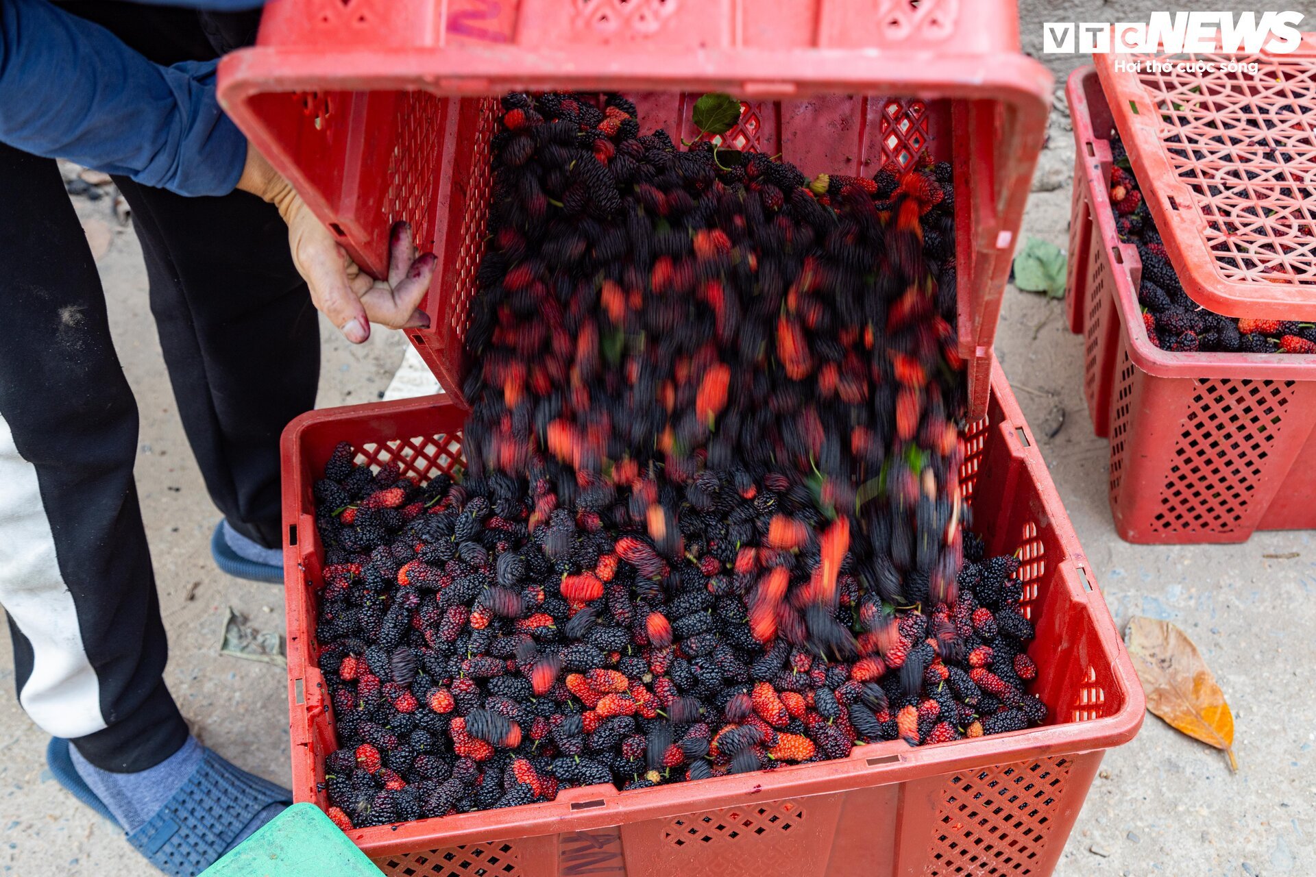 Dâu tằm được mùa chín trĩu cành, người trồng hốt bạc - Ảnh 17