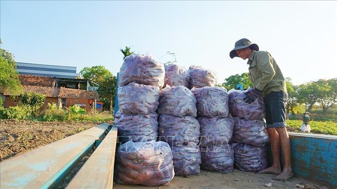 Khoai lang rớt giá, người trồng lo lắng khó tiêu thụ sản phẩm - Ảnh 2