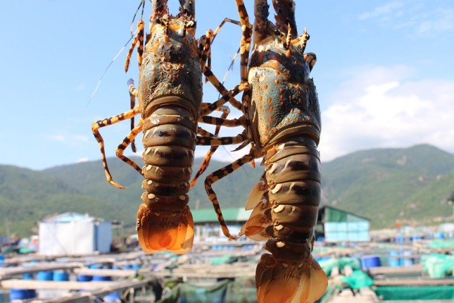 Trung Quốc sẽ tạo cơ chế đặc biệt cho tôm hùm bông Việt Nam - Ảnh 1