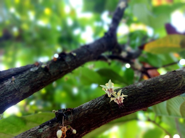 'Đột nhập' vườn ca cao trĩu quả đang vào vụ thu hoạch - Ảnh 3