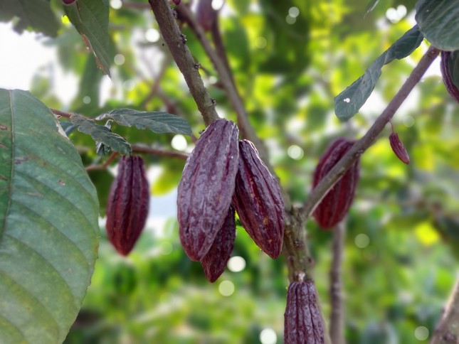 'Đột nhập' vườn ca cao trĩu quả đang vào vụ thu hoạch - Ảnh 4