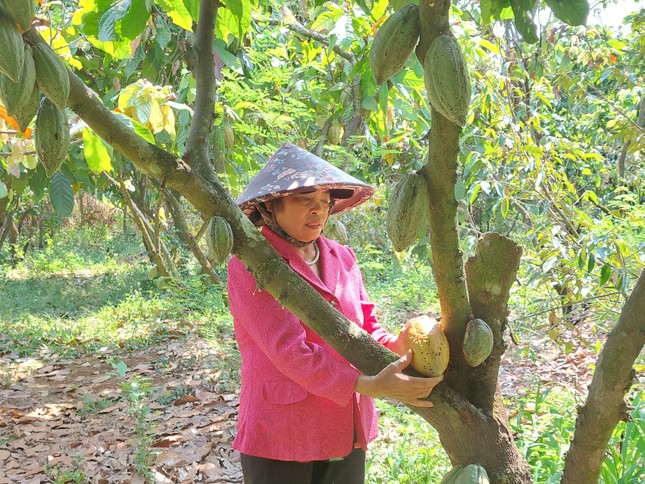 'Đột nhập' vườn ca cao trĩu quả đang vào vụ thu hoạch - Ảnh 2