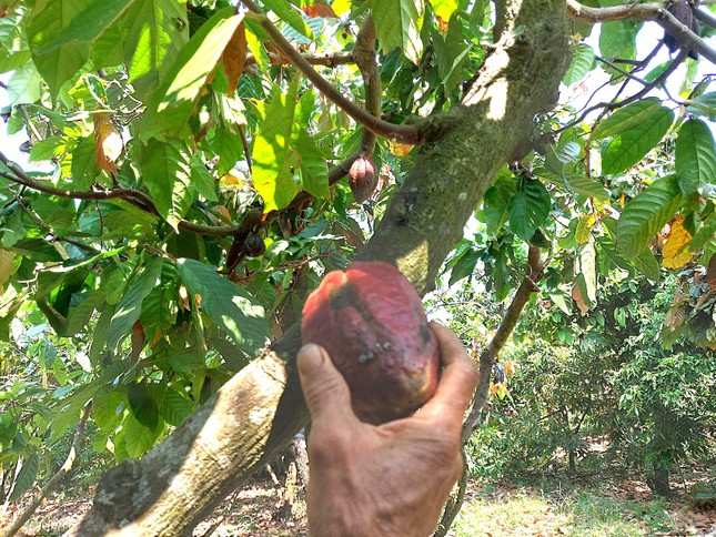 'Đột nhập' vườn ca cao trĩu quả đang vào vụ thu hoạch - Ảnh 8