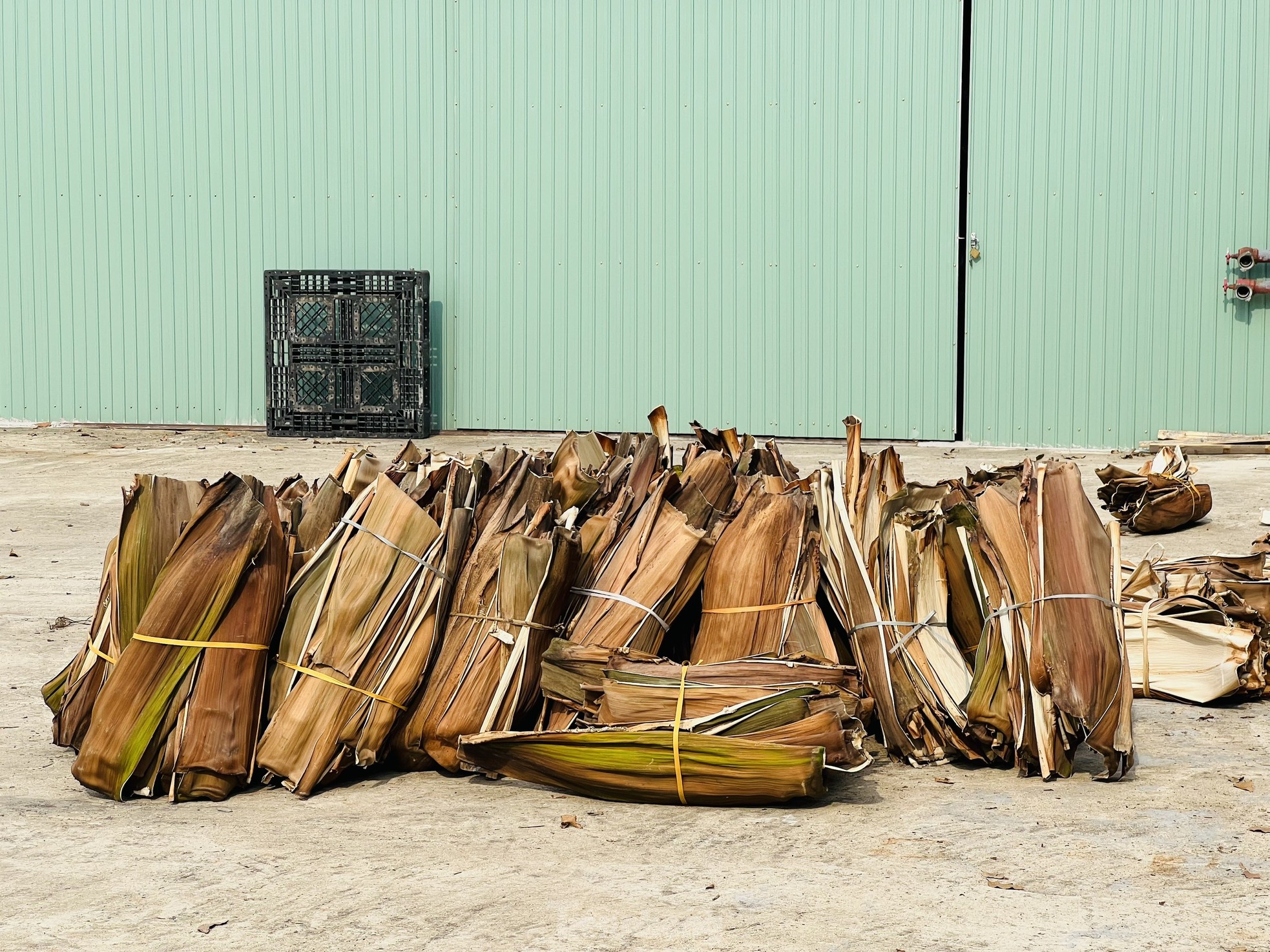 Biến phế phẩm mo cau thành hàng xuất khẩu - Ảnh 7