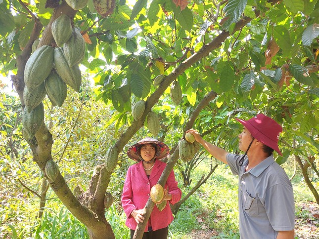 'Đột nhập' vườn ca cao trĩu quả đang vào vụ thu hoạch - Ảnh 10