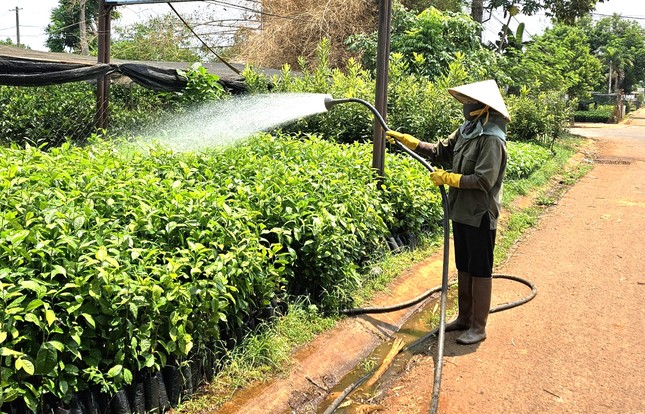 Giá cà phê lập kỷ lục chưa từng có, cây giống cũng ‘nhảy múa’ theo - Ảnh 3