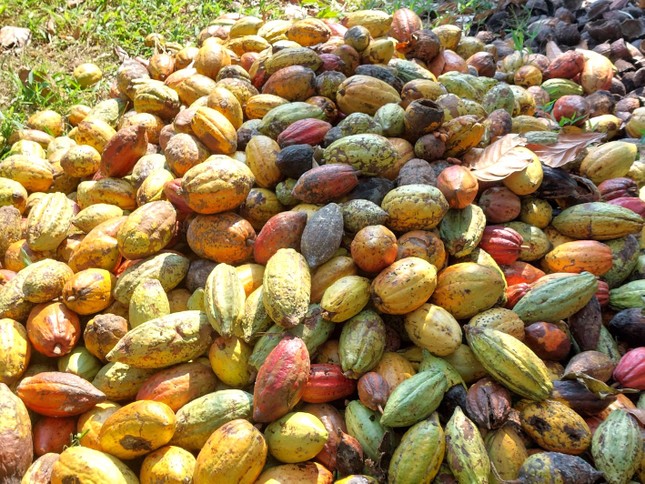 'Đột nhập' vườn ca cao trĩu quả đang vào vụ thu hoạch - Ảnh 6