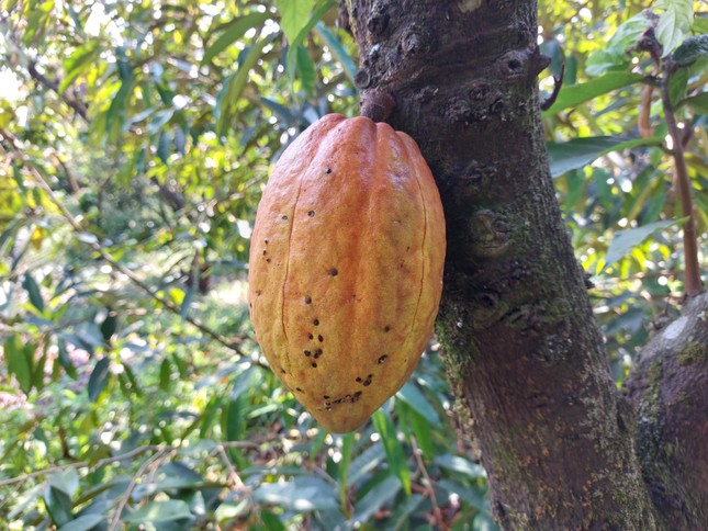 'Đột nhập' vườn ca cao trĩu quả đang vào vụ thu hoạch - Ảnh 5