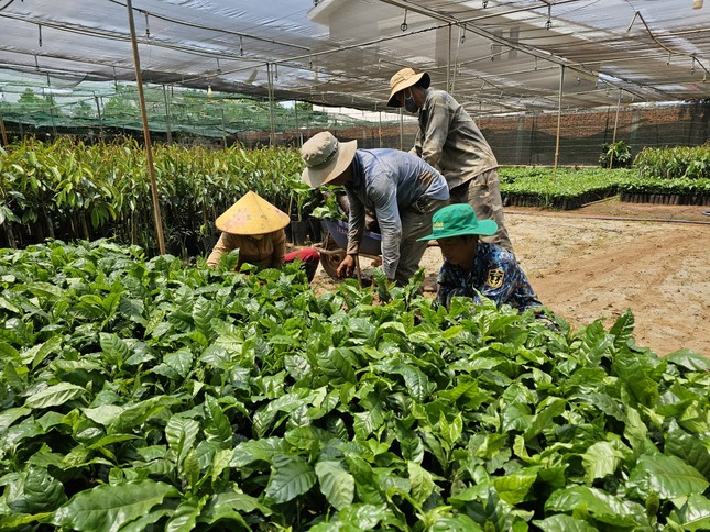 Giá cà phê lập kỷ lục chưa từng có, cây giống cũng ‘nhảy múa’ theo - Ảnh 1