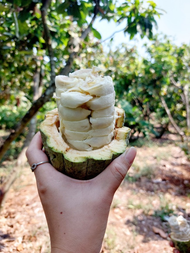 'Đột nhập' vườn ca cao trĩu quả đang vào vụ thu hoạch - Ảnh 7