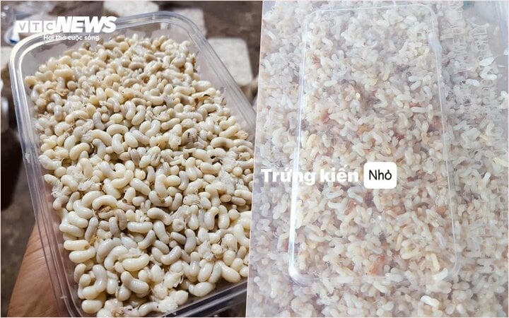 Dân mạng đua nhau lùng mua đặc sản bánh trứng kiến độc lạ - Ảnh 1